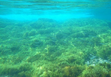 Gran Canaria pierde el 99% de su bosque submarino por el calor y la presión humana