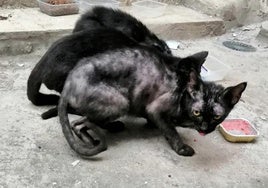 Los tres gatos encontrados en la vivienda de Bañaderos.