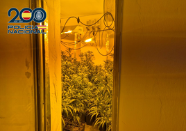 Detenidos en Málaga tres miembros de un clan familiar que cultivaba marihuana en su domicilio