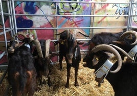 Los asistentes podrán observar de cerca vacas, ovejas, cabras, caballos, yeguas, potros y burros.