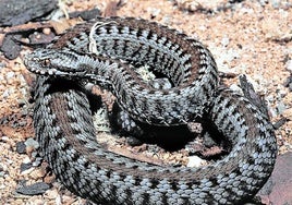 Ejemplar de víbora de seoane.