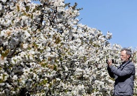 Almendros en flor en la costa interior más grande de España