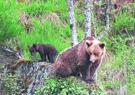 La 'gran batalla' del oso pardo: la aceptación social y su coexistencia con las actividades humanas