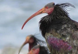 Ejemplares de Ibis Eremita, una de las cinco aves más amenazadas del mundo