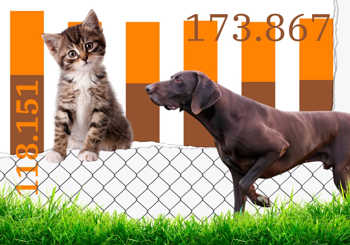 Los españoles abandonan cada vez a más perros y gatos: 33 cada hora