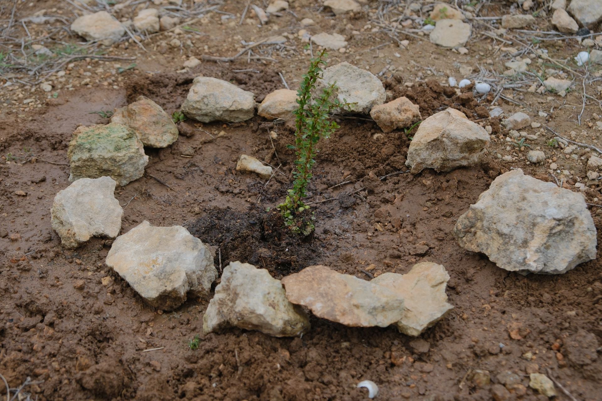 El nuevo pulmón verde de Alicante toma forma